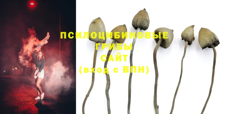 Псилоцибиновые грибы Psilocybine cubensis  Кувшиново 